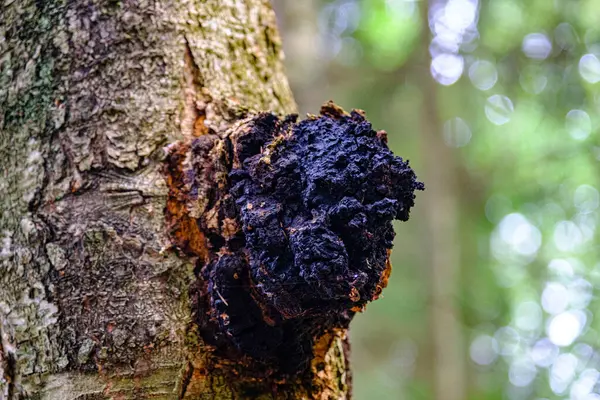 Cogumelo Chaga Tronco Árvore Birch Chaga Antioxidante Efeitos Cancro Crescimento Fotos De Bancos De Imagens