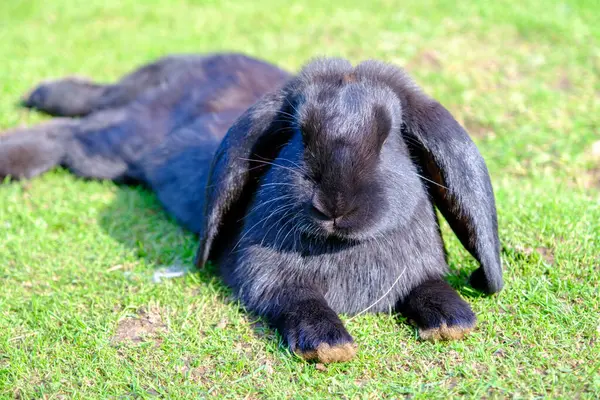 Molti Piccoli Coniglietti Bel Coniglio Nero Che Riposa Coniglio Giaceva — Foto Stock