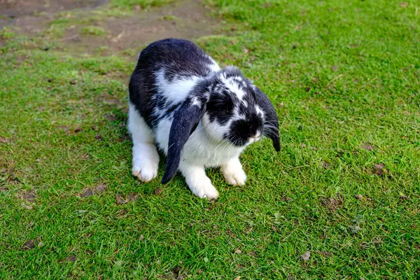 很多年轻的兔子宝宝一只漂亮的斑点小兔子在休息 兔子躺在青草地上 享受着温暖的夏日 — 图库照片