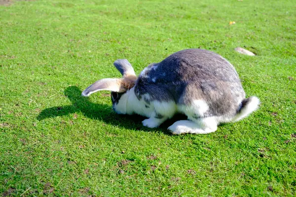 Molti Piccoli Coniglietti Bel Coniglietto Chiazzato Che Riposa Coniglio Rode — Foto Stock