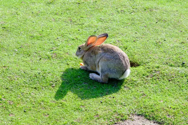 Molti Piccoli Coniglietti Bel Giovane Coniglio Grigio Chiaro Che Riposa — Foto Stock
