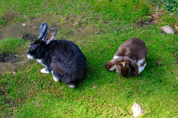 Due Giovani Conigli Diversi Colori Pascolano Sull Erba Verde Conigli — Foto Stock