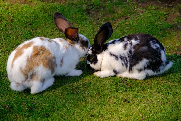 Due Giovani Conigli Diversi Colori Pascolano Sull Erba Verde Conigli — Foto Stock