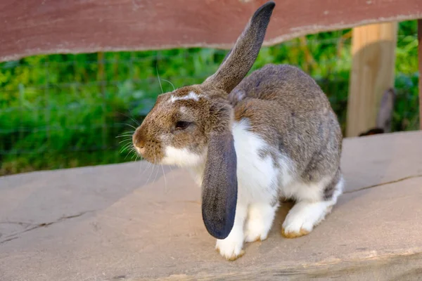Spotted Rabbit Sits Large Wooden Bench Animals Open Cages — Stock Photo, Image