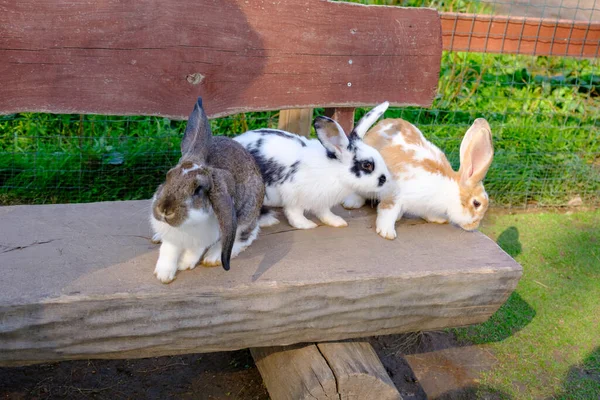 Three Rabbits Different Colors Sitting Wooden Bench Animals Open Cages — Stock Photo, Image