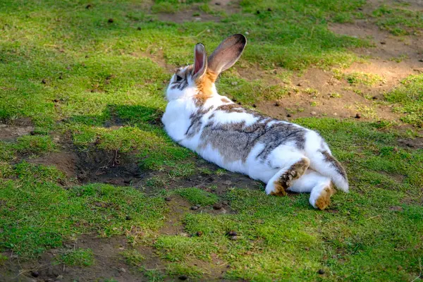 Sıcak Bir Yaz Gününde Genç Bir Tavşan Yeşil Çimlerde Otluyor — Stok fotoğraf