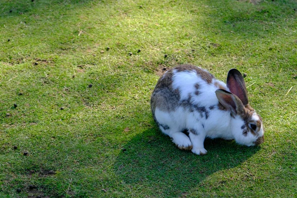 Young Rabbit Grazing Green Grass Warm Summer Day Trapped Animal — Stock Photo, Image
