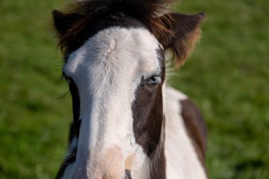 Mavi gözlü zig. Bir atın yan portresi. Mavi gözler bir at için nadirdir. Küçük bir hayvanat bahçesinde genç bir at, mavi gözlü..