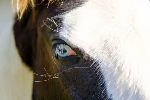 Blue-eyed zig. Side portrait of a horse. Blue eyes are rare for a horse. A young horse in a private mini zoo, blue-eyed.