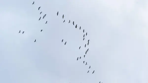 A flock of cranes is flying in the sky. Flock of birds during seasonal migrations. Cranes fly south in a large flock. Wild nature, beautiful scenery