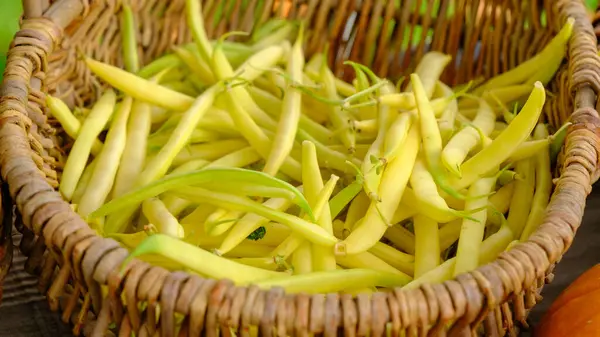 Fresh and tasty yellow beans in a old wicker basket. Organic vegetables in the home garden.