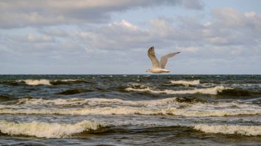 Baltık Denizi. Sahil. Dalgalar. Uçan bir martı. Sonbaharda Baltık Denizi 'nin güzel manzarası