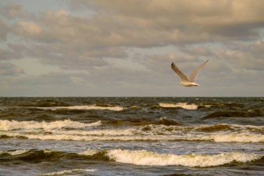 Baltık Denizi. Sahil. Dalgalar. Uçan bir martı. Sonbaharda Baltık Denizi 'nin güzel manzarası