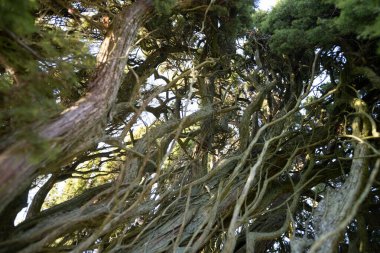 Rietekla ardıcı Baltık 'taki en büyük ardıçtır. Valmiera, Letonya.