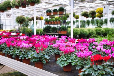 Seradaki saksılarda çok sayıda parlak pembe siklamen. Arka planda - soluk pembe siklamen. Kapalı alanda sezonluk çiçek satışı. Aile işi