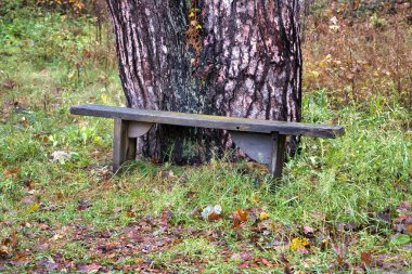 Ağaç gövdesinin yanında çok eski bir ahşap bank. Sonbahar görünümü.