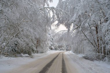 Karlı bir kış gününde Estonya 'da bir yol ve kozalaklı bir orman olan güzel bir manzara..