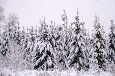 Beyaz karda kış ormanı. Ormanda çam dallarında çok kar var. Kar ve Noel ağaçları ile güzel bir kış ormanı.