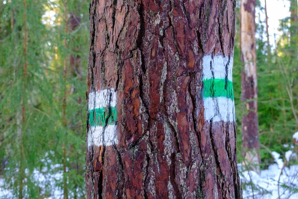 Hiking trail, trail sign, background. Green stripe on a white background. Brown tree trunk. A guide of color. The symbol shows the right way. Forest navigation map. Signs on both sides of the tree.