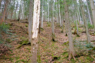 Bir yamaçta kış gününde güzel bir kozalaklı orman. Tatra Dağları Polonya.