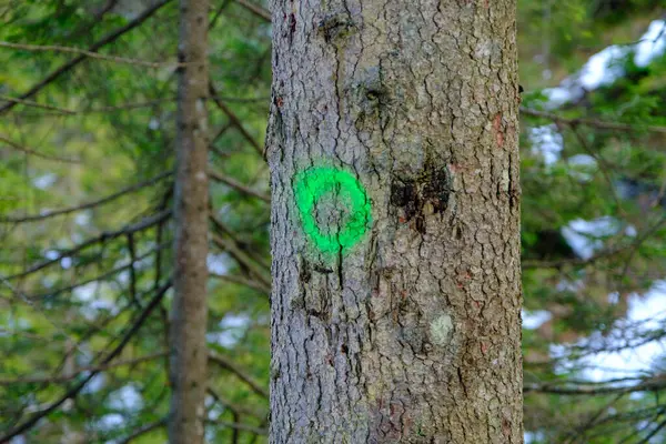 a green circle drawn on a tree trunk. indication of the tourist trail.