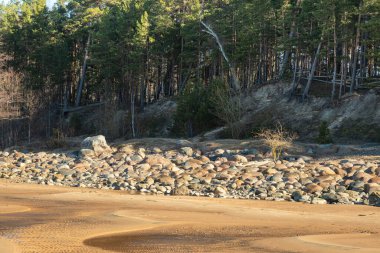 Kumlu bir plajın sık bir ormanla buluştuğu sakin bir manzara..
