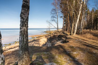 Berrak mavi gökyüzünün altında sık bir ormanla çevrili huzurlu bir sahil..