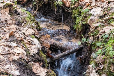 Küçük bir şelale, karasal bitkiler, çimenler, yer örtüsü, ağaçlar, çalılar, toprak ve Mosscovered yapraklarıyla çevrili bir ormandaki ana kayanın üzerinden akar.