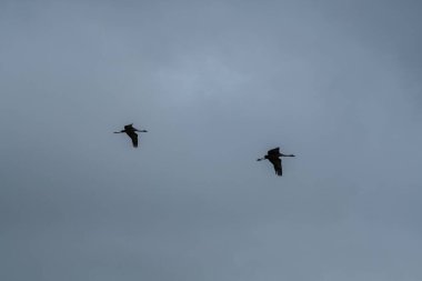 İki kuş zarif bir şekilde gökyüzünde süzülüyor. Kabarık bulutlarla dolu. Şık kanatlarını sergiliyorlar.