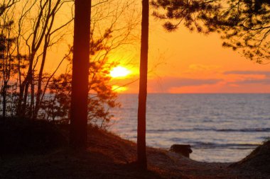 Okyanusun üzerinde güzel bir gün batımı siluetli orman ağaçlarının arasından görülür, alacakaranlığın dingin ve canlı renklerini yakalar.