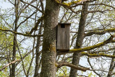 Ağaç dalına monte edilmiş ahşap kuş evi, tomurcuklanan yapraklar ve yosunlarla çevrili, ilkbahar ormanlarında doğal bir yaşam alanı yaratıyor..
