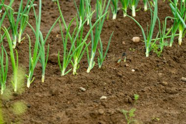Bahçe toprağından çıkan yeşil soğan filizlerinin yakın çekimi, bir bahçede yetişen sebzelerin ilk evrelerini betimliyor..