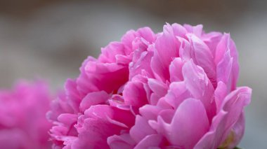 Yumuşak pembe şakayık çiçeğinin tam çiçeklendiği yakın plan, narin taç yapraklarını ve gür dokusunu nötr bir arkaplana vurguluyor..