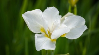 Zarif taç yaprakları sergiliyor ve yeşil arka planda ince sarı aksanlar sergiliyor..