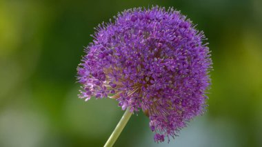 Çiçek açan mor bir Allison çiçeğinin detaylı görüntüsü, yeşil arka planda karmaşık taç yapraklarını ve küresel şeklini gözler önüne seriyor..