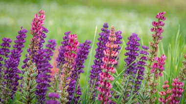 Mor ve pembe lupin çiçeklerinden oluşan canlı bir tarla, yeşil bir arkaplanda güzelliklerini sergiliyor..