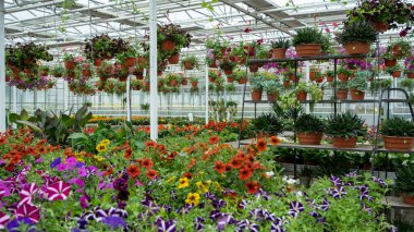 Tencere ve sepetlerde çeşitli renkli çiçeklerin sergilendiği bir sera, verimli ve canlı bir atmosfer yaratıyor..