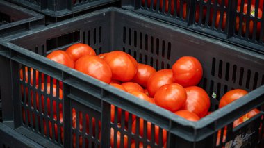 Siyah sandıkların içinde taze domateslerin yakın çekimi, canlı kırmızı renkleri sergileniyor, pazarda satışa hazır..