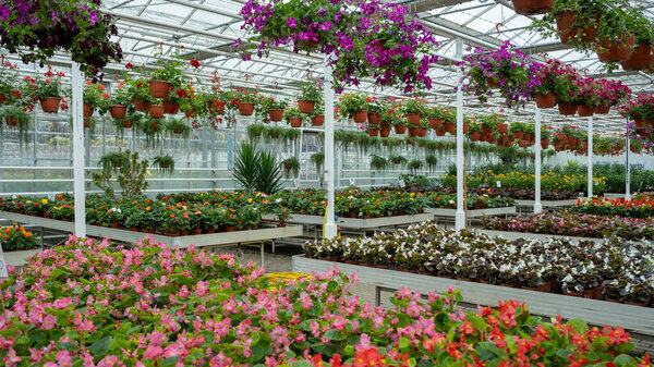 Оранжерея, наполненная яркими цветами в подвесных горшках и подносах, демонстрирует разнообразные красочные цветы.