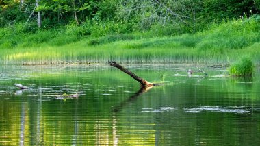 Yeşil yansımalı sakin orman göleti, yüzen kütükler, ve bereketli bitki örtüsü, yazın doğanın sakinliğini gözler önüne seriyor..