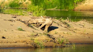 Güneş ışığıyla aydınlatılan, doğal dokuları ve doğanın güzelliğini aydınlatan, kumlu bir nehir kıyısında sürüklenen ağaçların yakın çekimi..
