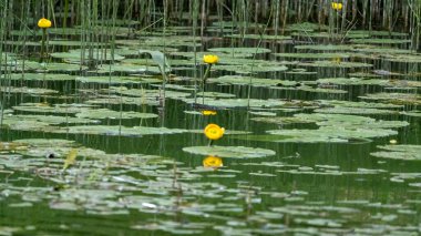 Sarı nilüferlerin ve nilüferlerin sazlıklarla çevrili sakin bir gölette yüzdüğü ve huzurlu çevreyi yansıttığı yakın plan..