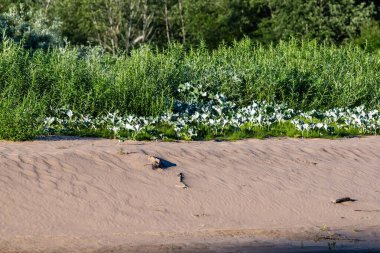 Bereketli yeşil bitki örtüsüyle çevrili kumlu bir nehir kıyısı, verimsiz kumlar ve gelişen bitkiler arasındaki zıtlığı gözler önüne seriyor..