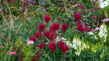 Kırmızı aslanağzı, beyaz aslanağzı ve yemyeşil ile çevrili mor verbena içeren canlı bir çiçek yatağı..