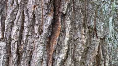 Ağaç kabuğunun detaylarıyla detaylandırılmış, gövdenin doğal dokusunu, çatlaklarını ve oyuklarını gözler önüne seriyor..