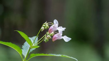 Yeşil yaprakları ve tomurcukları bulanık doğal bir arka planda olan narin, pembe ve beyaz bir çiçeğin detaylı bir görüntüsü..