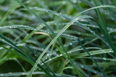 Taze çiy damlalarının yakın çekimi yeşil çimen yapraklarının üzerinde özenle dinleniyor, dingin ve doğal bir manzara yaratıyor..