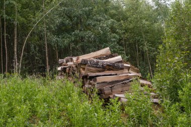 Bir odun yığını, yemyeşil ve sık ağaçlarla çevrili, ormandaki bir açıklıkta kullanılmaya hazır bekliyor..