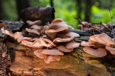 Ormandaki çürüyen bir kütükte, doğal orman manzarasıyla çevrili vahşi mantar kümesinin yakın çekimi..
