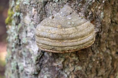 Bir ağaç gövdesine iliştirilmiş çoklu gözenekli mantarın yakın plan çekimi orman ortamında katmanlı ve dokulu yüzeyini gösterir..
